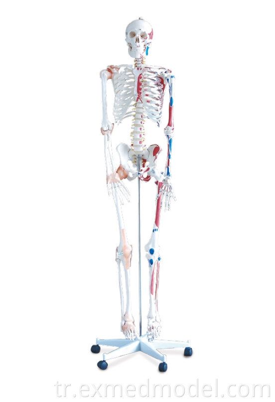Renkli kaslı insan iskeleti Human Skeleton with Colored Muscular